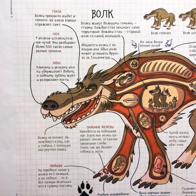 Схема лап собаки спереди. Опускается ли сердце у волка. Опускается ли сердце у волка. Волк и лиса в проруби хвост. Опускается ли сердце у волка.