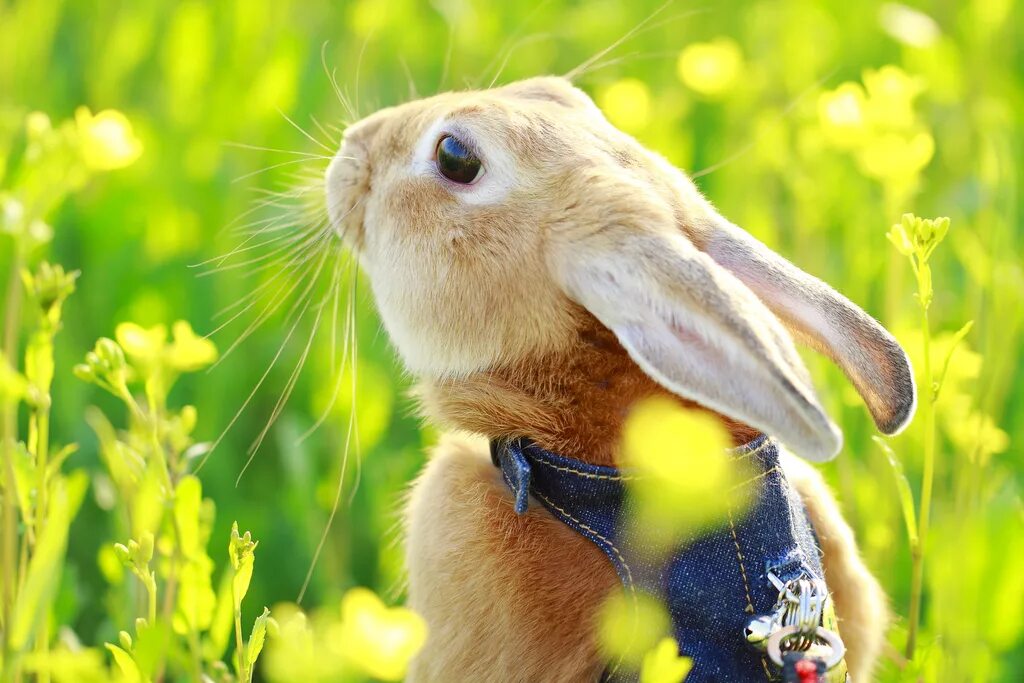 Смешные зайцы картинки. Смешной заяц. Смешные кролики. Забавный Зайка. Кролик на солнышке.