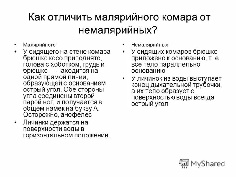 Типула и малярийный комар отличия. Типула и малярийный комар отличия