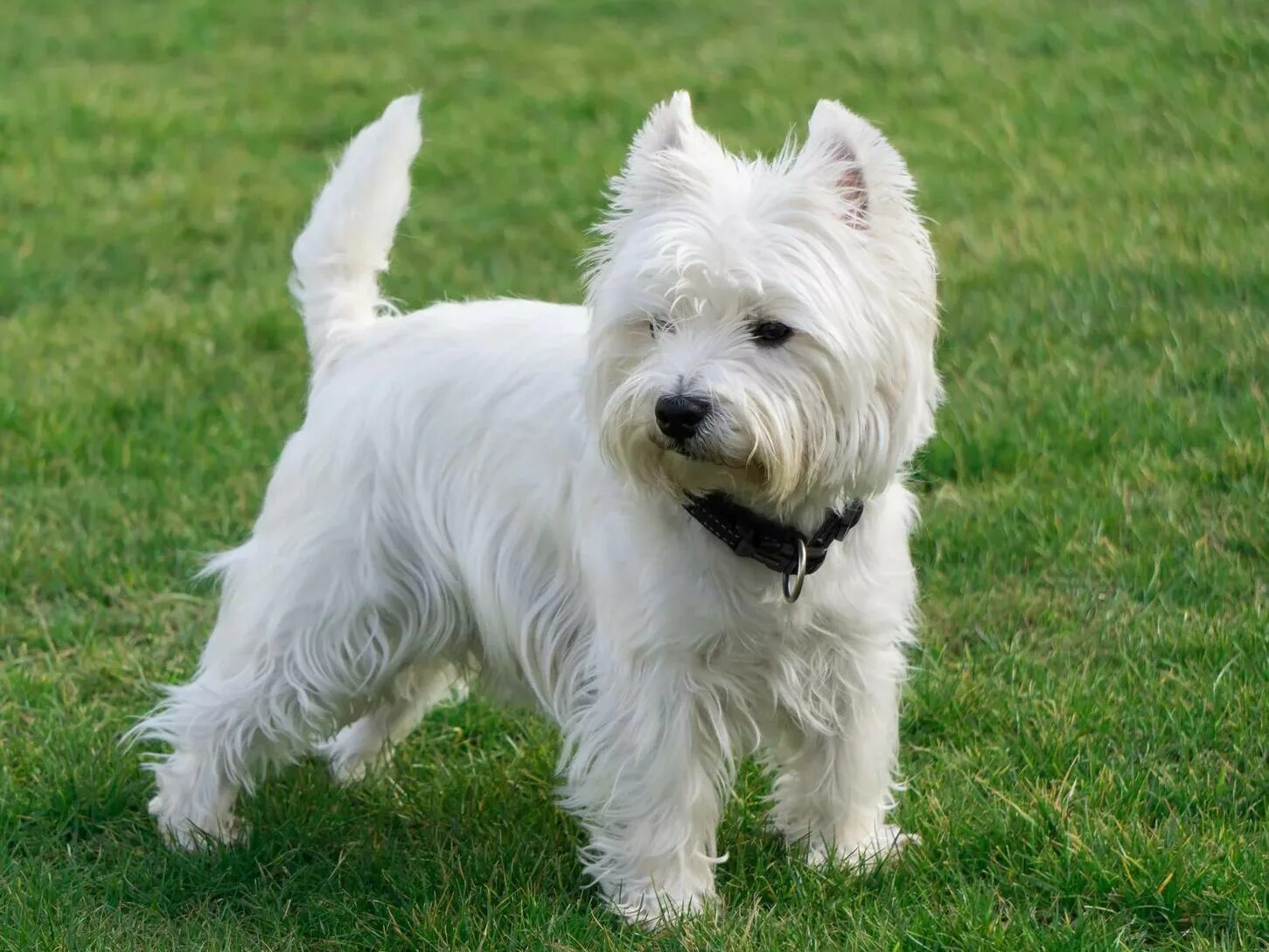 Welsh Terrier Dog Breed Information Dog breeds, Welsh terrier, Terrier breeds