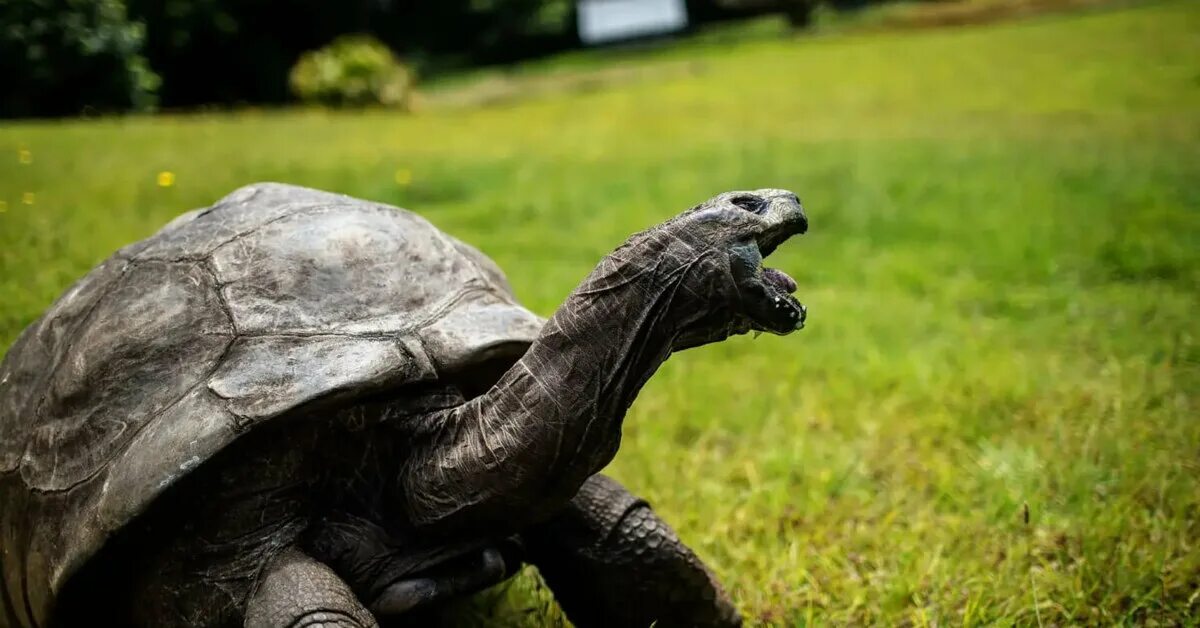 Старейшее животное на земле. Старейшее животное на земле. Джонатан галапагосская черепаха. Старейшее животное на земле. Черепаха долгожитель.