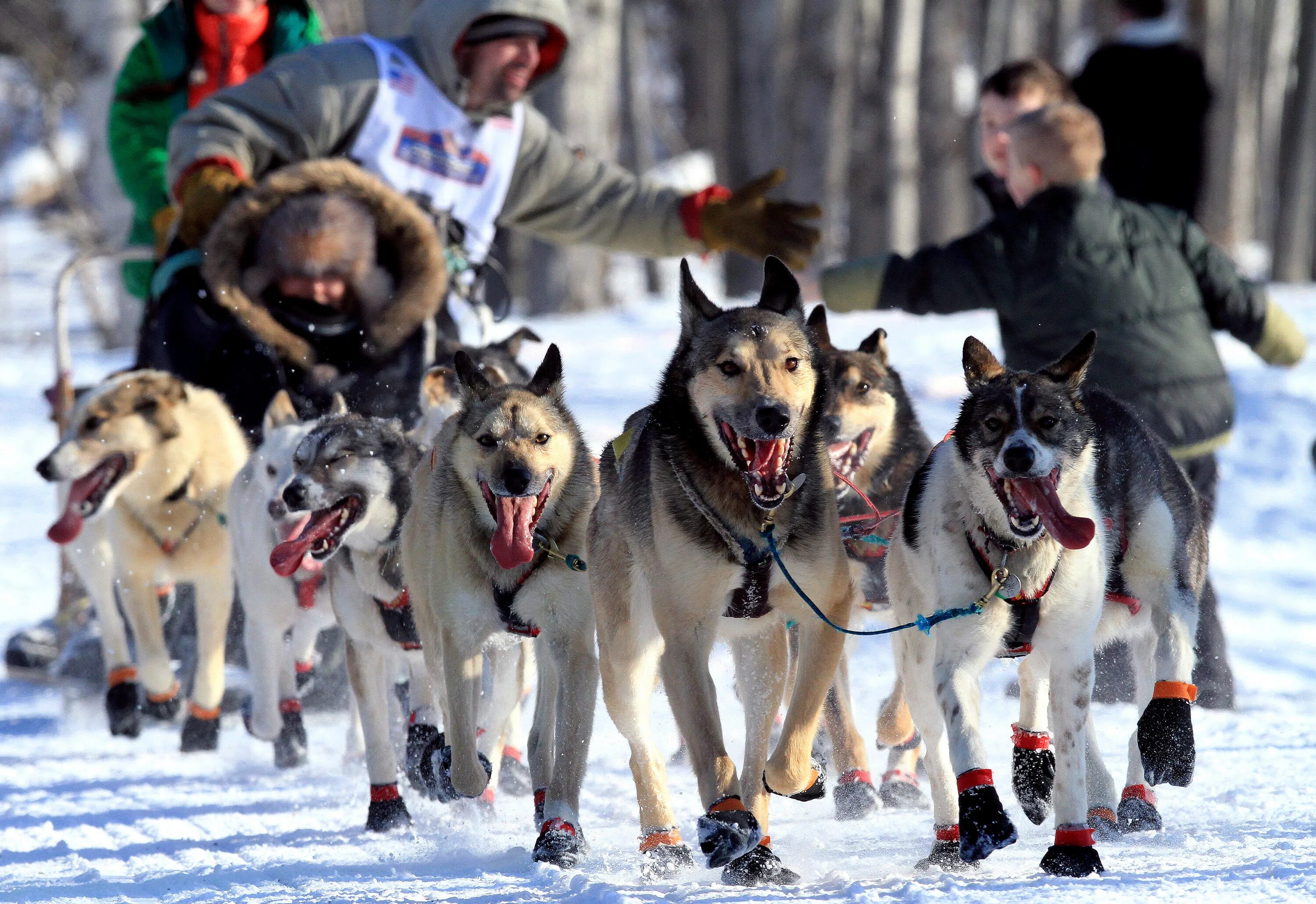 Аляска Айдитарод. Iditarod Trail. Iditarod Race. Гонка Айдитарод. Гонка аляска