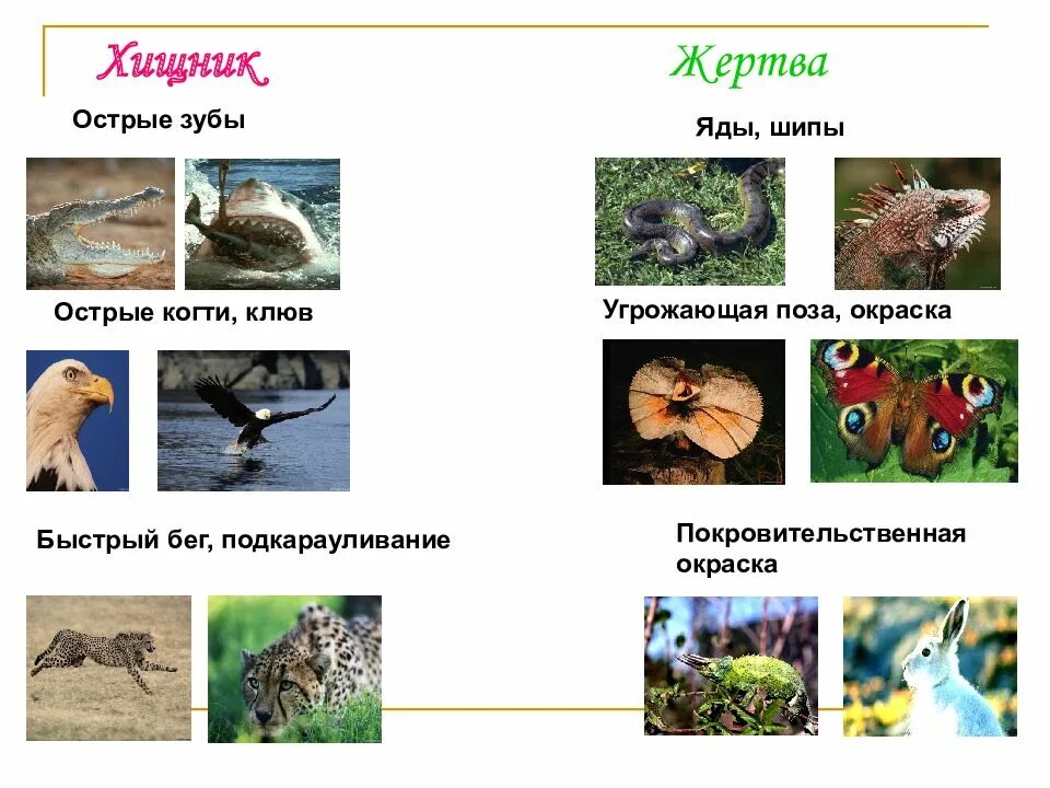 Сообщества хищник жертва. Хищник жертва биология. взаимоотношения хищник жертва. биология отношения хищник- жертва. уровень организации хищник жертва.