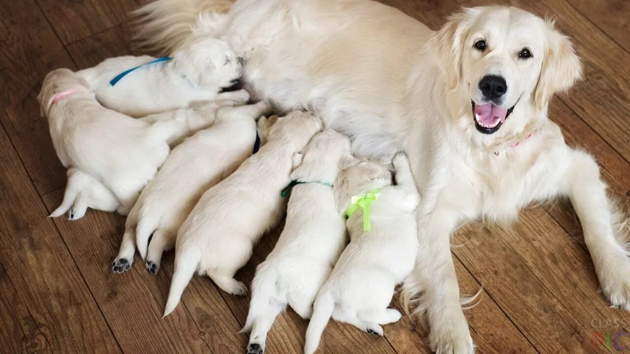 Мини голден ретривер. Золотистый ретривер щенок. Фото щенков. Щенок спит. Лабрадор ретривер.