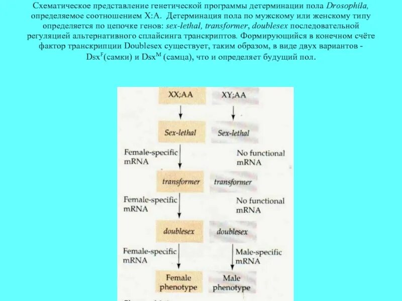 Гены аутосом контролирующие детерминацию пола у человека. Программный тип детерминации пола. генетическая детерминация пола. тип детерминации дрозофилы. детерминация пола это в генетике.