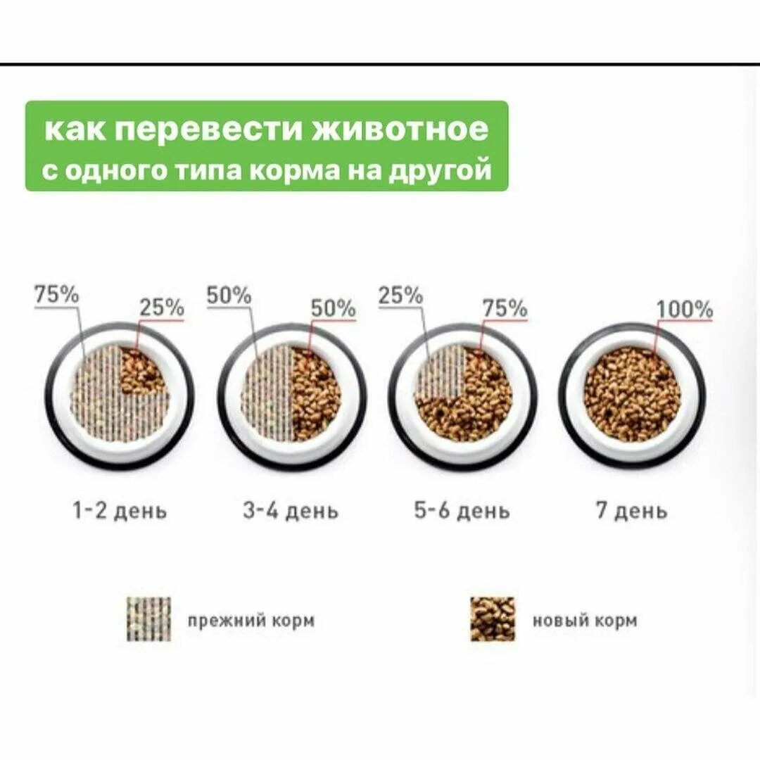 С какого возраста можно сухой корм. Как перевести собаку с одного сухого корма на другой сухой корм. как перевести кота на другой сухой корм. как переводить кота на новый сухой корм. как перевести котенка с одного сухого корма на другой.
