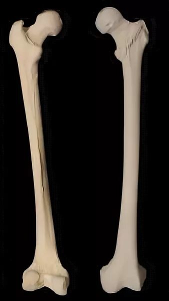 Удлиненная кость. Бедро кость. Бедренная кость гиганта. Прочные кости. Бедренная кость великана.