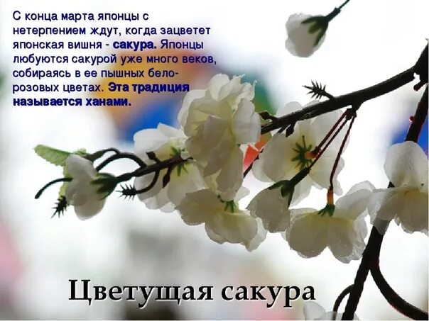 Sakura валлпаперс. Стихотворение о цветущей вишне. Японская поэзия о весне. Весенний фон для презентации. Нежные весенние цветы.