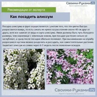 На каком расстоянии сажают алиссум