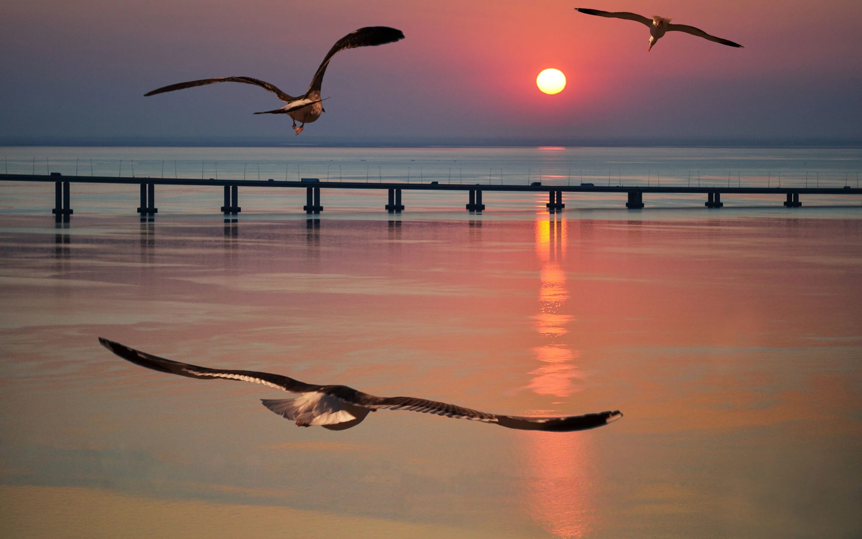Птицы над морем. Закат над морем. Море Чайки закат. Море солнце Чайки.