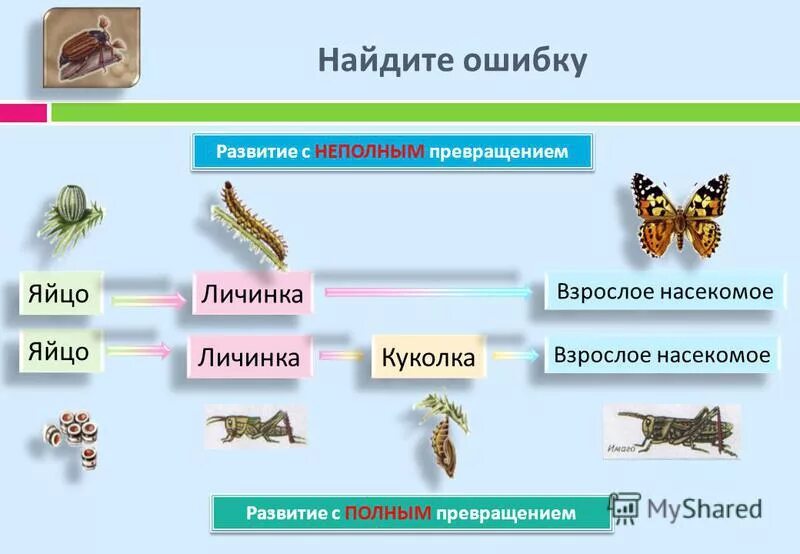 Для насекомых развивающихся по схеме неполного превращения нехарактерна стадия