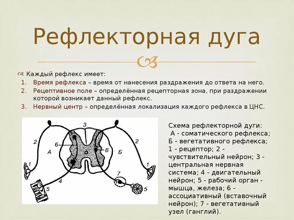 Поле рефлекса. Схема рефлекторной дуги соматического рефлекса. Рефлекс звенья рефлекторной дуги. 1 Рефлекс, рефлекторная дуга.. Схема передачи импульса рефлекторной дуги.