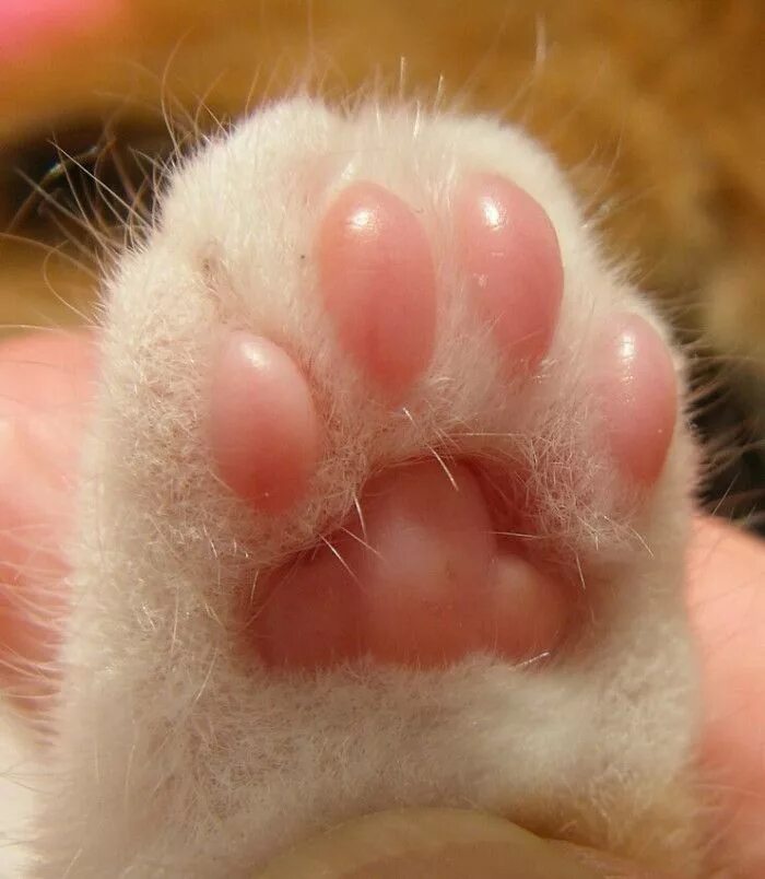 Лапк. Лапка кота. кошачья лапа. подушечки лапок у кошек. кошачьи подушечки на лапах.