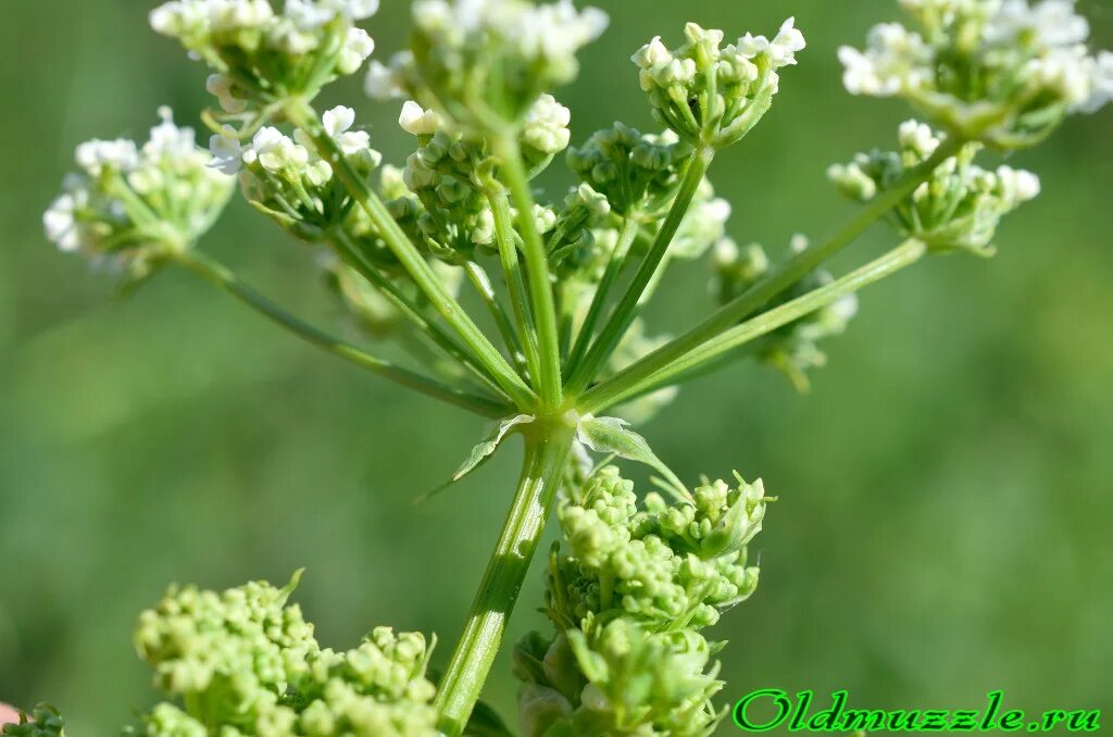 болиголов крымский семена. омег трава. болиголов пятнистый 4 буквы. дягиль (род) зонтичные. болиголов пятнистый 4 буквы.