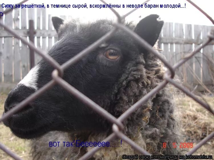 Сижу за решеткой в темнице. Сижу в неволе в темнице сырой. сижу за решеткой. сижу за решёткой в темни. баран за решеткой.