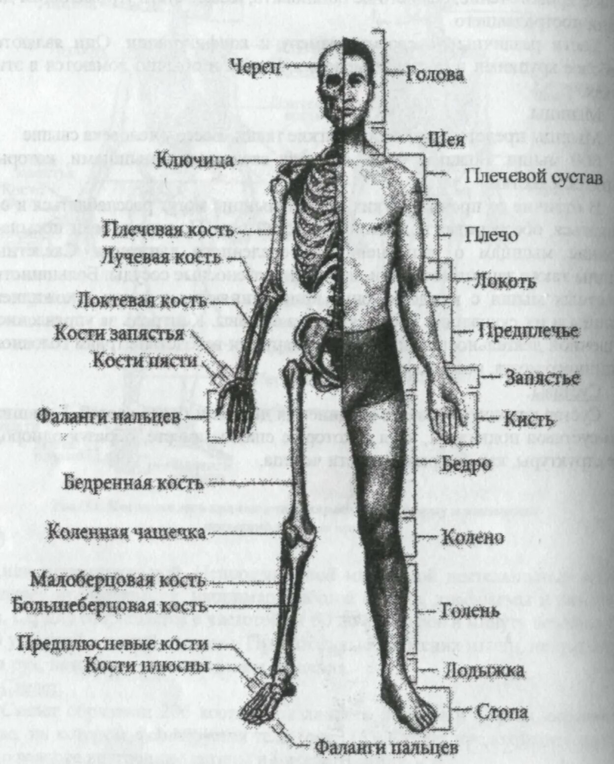 Запястье голень и позвоночник