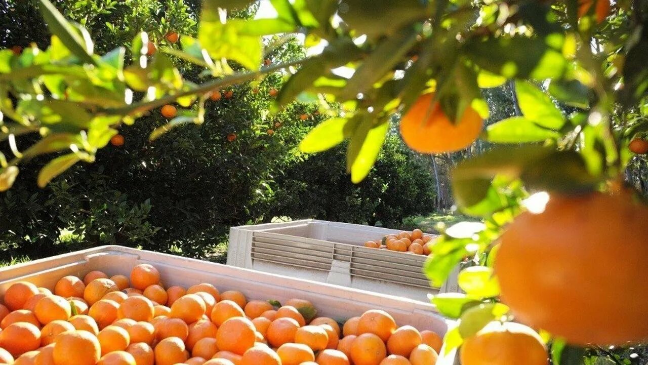 Марокко мандарины плантации. Мандариновая плантация на Бали. Цитрусовый сад. Апельсиновая плантация.