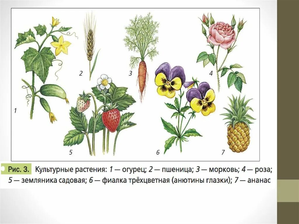 Культурные растения. Культурные растения растения. Дикорастущие и культурные растения. Цветы дикорастущие и культурные.