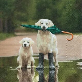 Be more dog