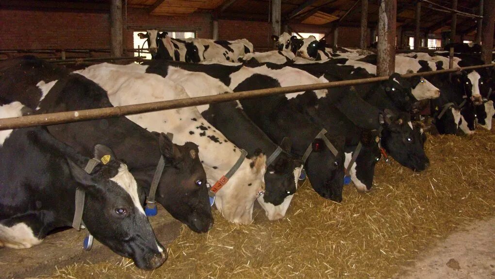 стадо крс. животноводческий комплекс кондратово. плем заводы молочных коров. коровычерно построй голштинизированной аликовский район. крс пермского края.