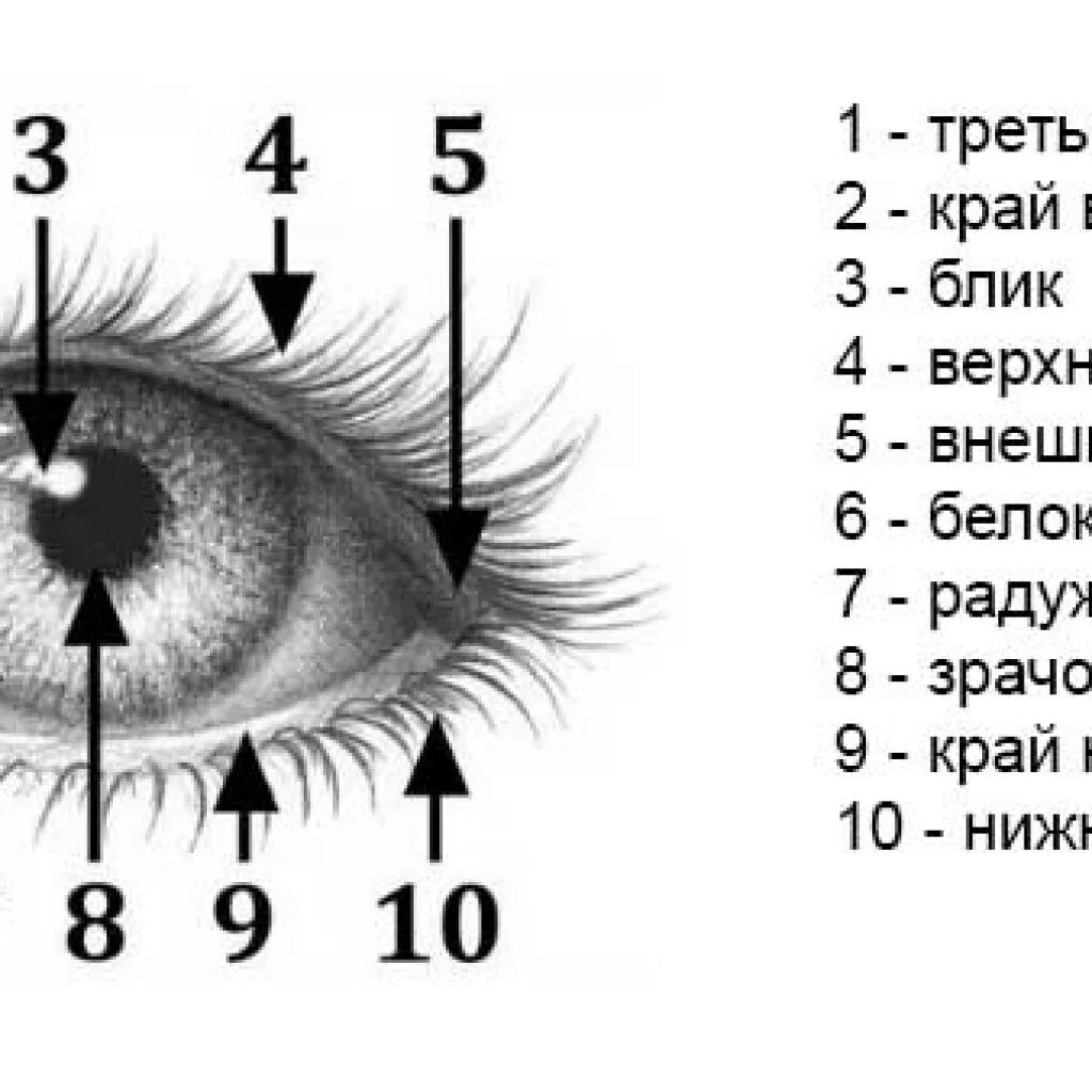 3 веко программы
