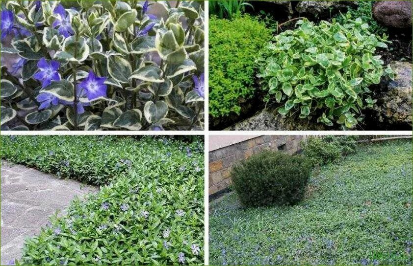 Beautiful Landscaping Ideas with Vinca Minor