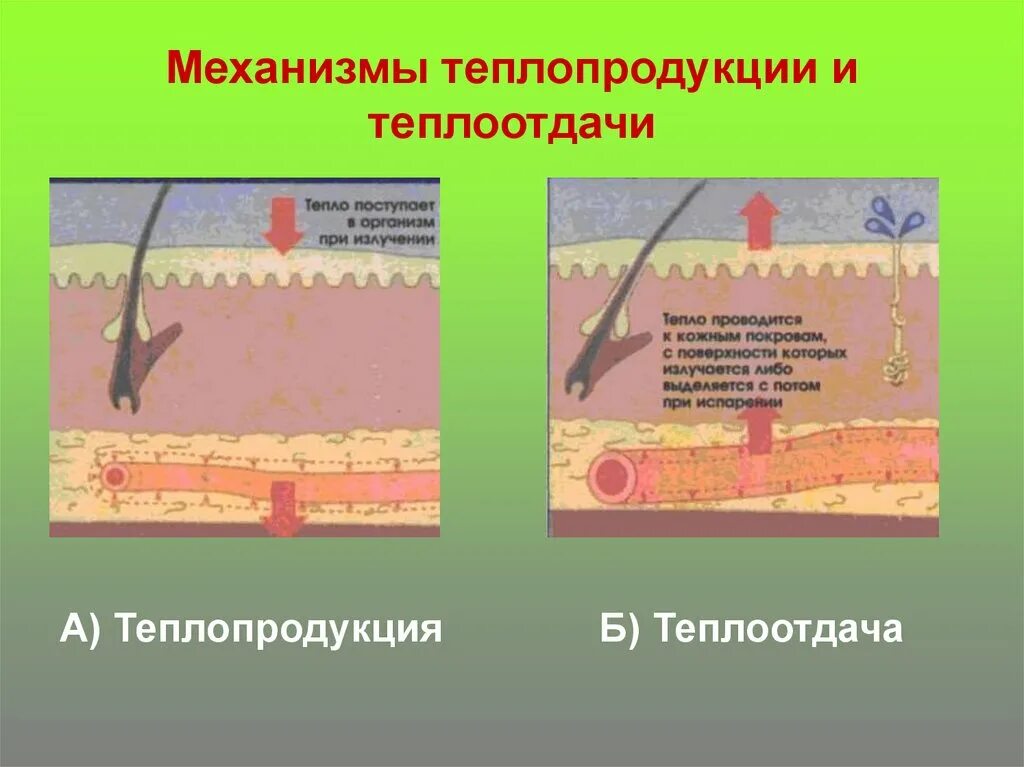 Образовались теплые