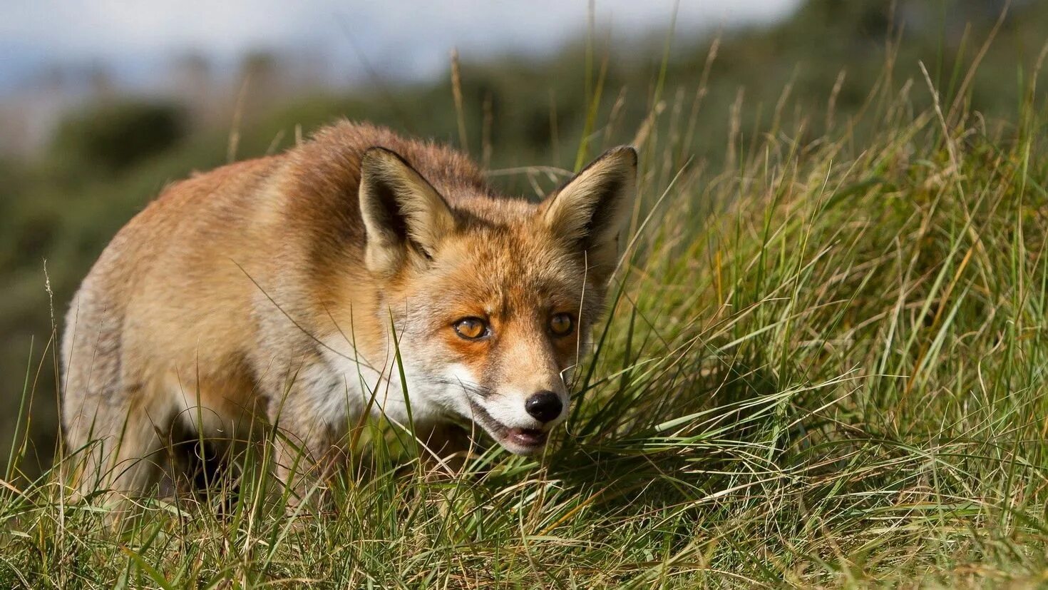 Лиса. Обыкновенная лисица. Лиса картинка. Хищные животные лиса. Fox hunting