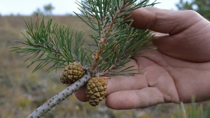 Сосна меловая ( Pinus Sylvestris). Меловая сосна Белгородской области. Pinus Sylvestris var. Cretacea. Реликтовые сосны Хвалынска.