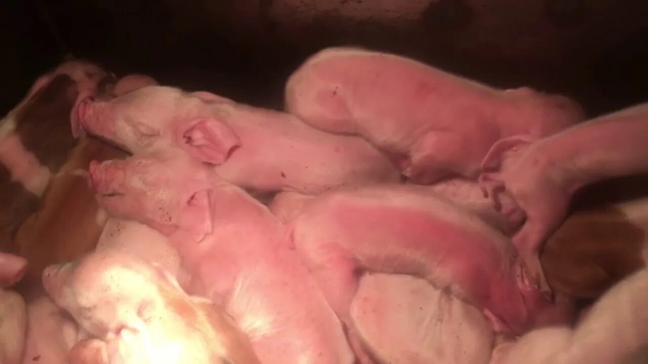 Сколько рождается поросят. Поросята только что родившиеся. только рожденный поросенок. что такое неудачные опоросы свиней.