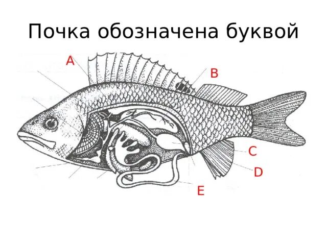 Тест внутреннее строение рыб. Вскрытый окунь строение. внутреннее строение окуня без подписей. анатомия костистой рыбы окуня. внутреннее строение рыбы рисунок биология.