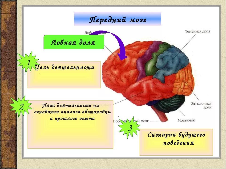 Какие функции выполняют доли мозга. Отделы мозга. Участки головного мозга. За что отвечают отделы головного мозга. Участки мозга за что отвечают.