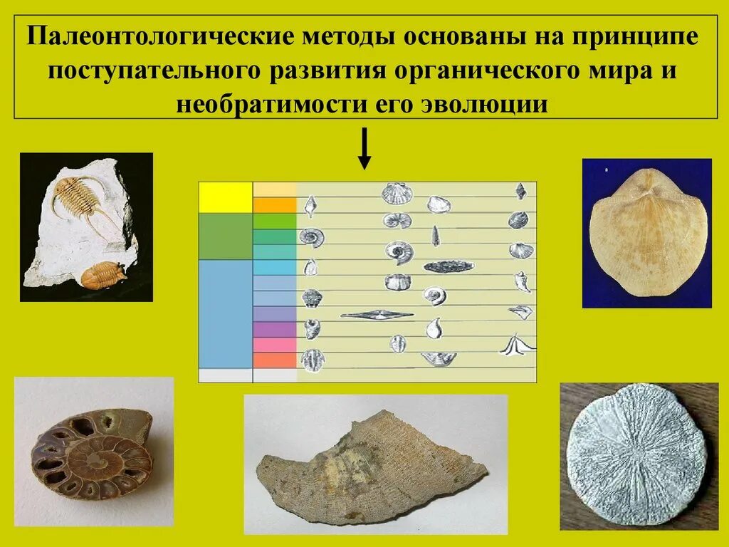 Абсолютный возраст горных пород. Палеонтологические методы изучения. Палеонтологический метод. Методы биологии Палеонтологический. Палеонтологический метод изучения.