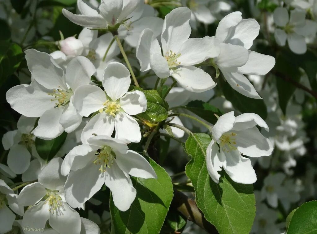 Дико растущая яблоня. Яблоня Лесная (Дикая) (Malus Sylvestris). Malus Sylvestris Mill. Яблоня гибридная John Downie. Яблоня Лесная (дичок).