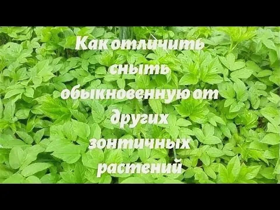 Как отличить сныть. Борщевик болиголов сныть. сныть трава фото. лечебная трава сныть. сныть и вех отличия.