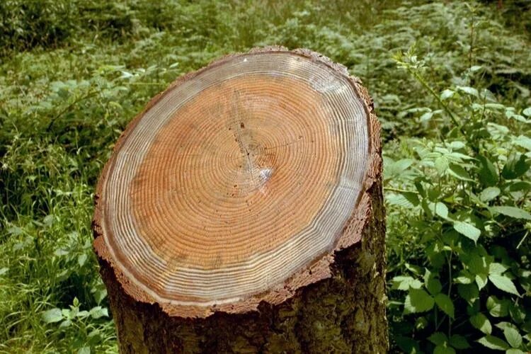 Магнитный пазл 27x18см."Годовые кольца, дерево, кусок дерева" на холодильник - к