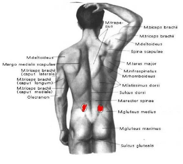 Ноет левый бок поясницы