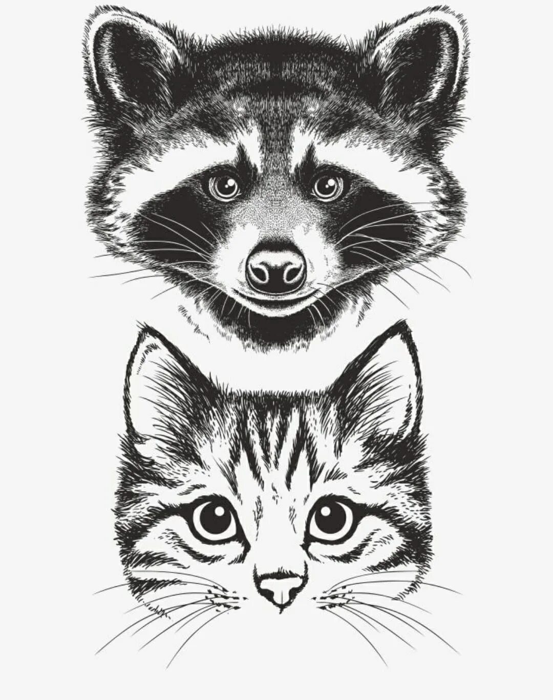 Кот лайк и енотиш. Енот и кот. котики енотики. енот рисунок. енот с котиком.