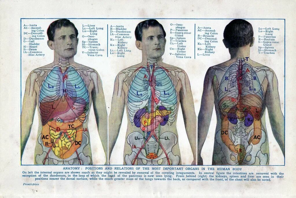 Intro to Anatomy 6: Tissues, Membranes, Organs in 2025 Human body organs, Human 