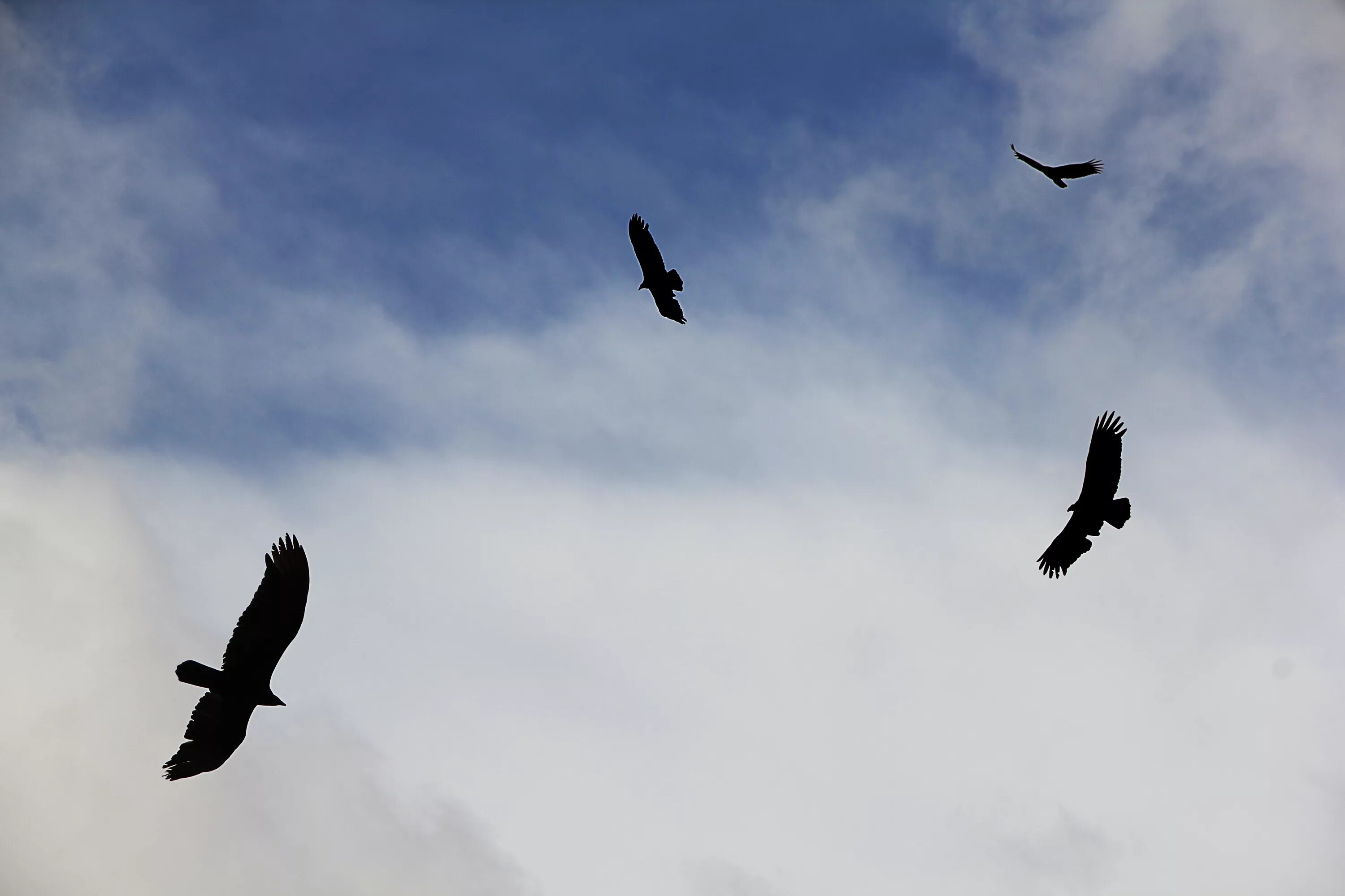 Способность птиц летать всегда. Птицы в небе. Птица в полете. Вороны в небе. Черные вороны в небе.
