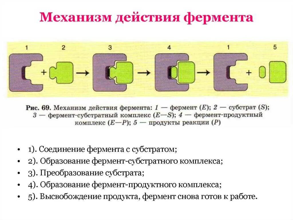 Ферменты коротко. Механизм действия ферментов схема. Механизм действия ферментов биохимия. Механизм действия ферментов. Фермент-субстратный комплекс.. 5. Механизм действия ферментов.