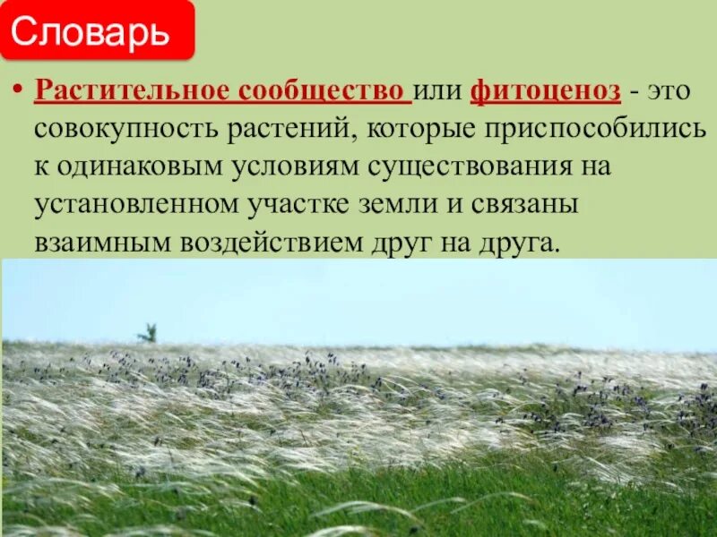 3 растительное сообщество. Растительные сообщества. растительное сообщество растений. разнообразие растительных сообществ. естественные растительные сообщества.