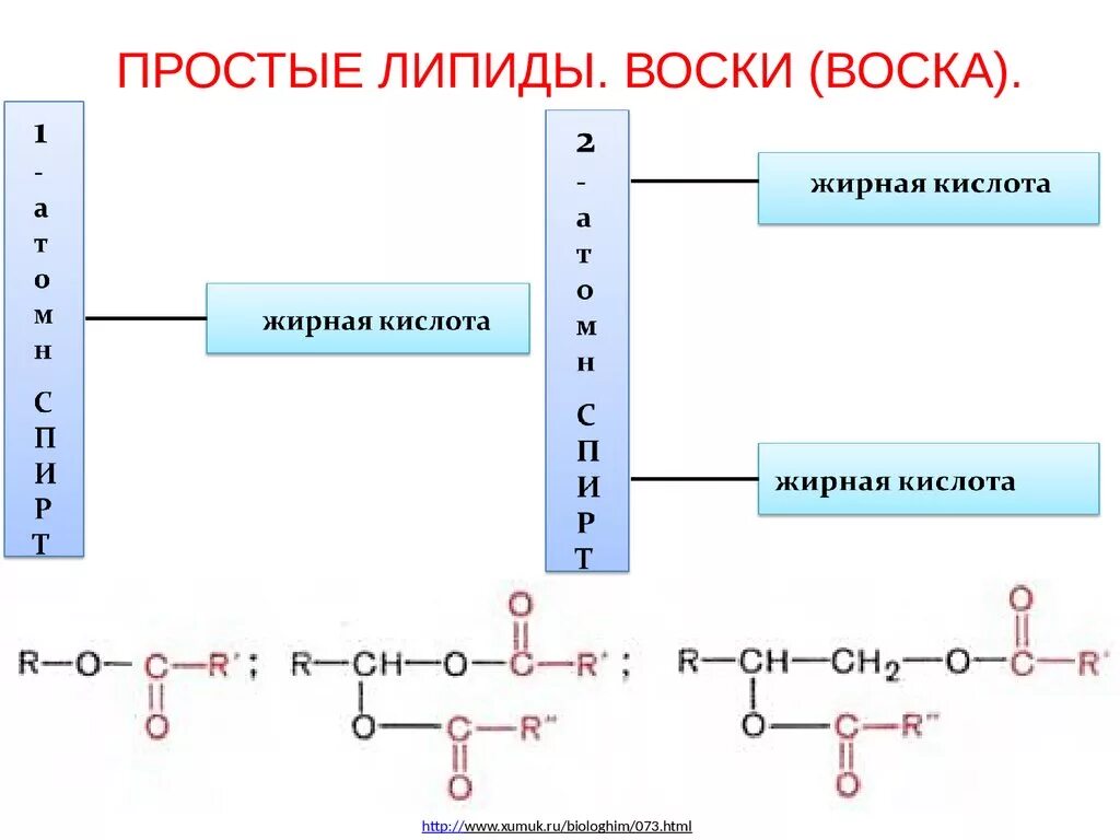 Защитный липид. Строение воска липиды. Воски строение биохимия. Воска примеры биохимия. Схема образования восков.