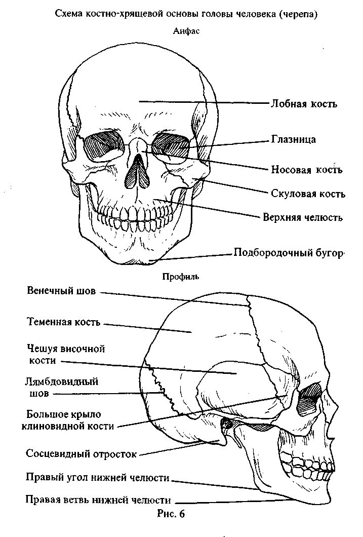 Назови кости черепа. Строение костей черепа анатомия костей. Череп спереди схема. Опишите строение черепа человека. Скелет головы череп строение.