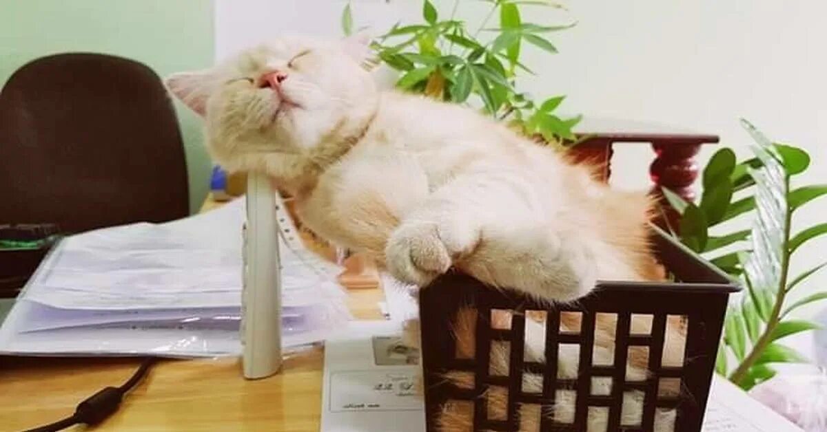 Кот бухгалтер. Офисный котик. Беззаботный кот. Кот в коробке. Кошка бухгалтер