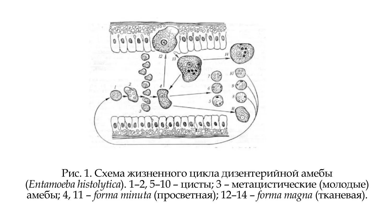 В каком организме происходит развитие дизентерийной амебы. Жизненный цикл дизентерийной амебы схема. Цикл развития дизентерийной амебы рисунок. Жизненный цикл дизентерийной амебы рисунок. Цикл развития дизентерийной амебы схема.