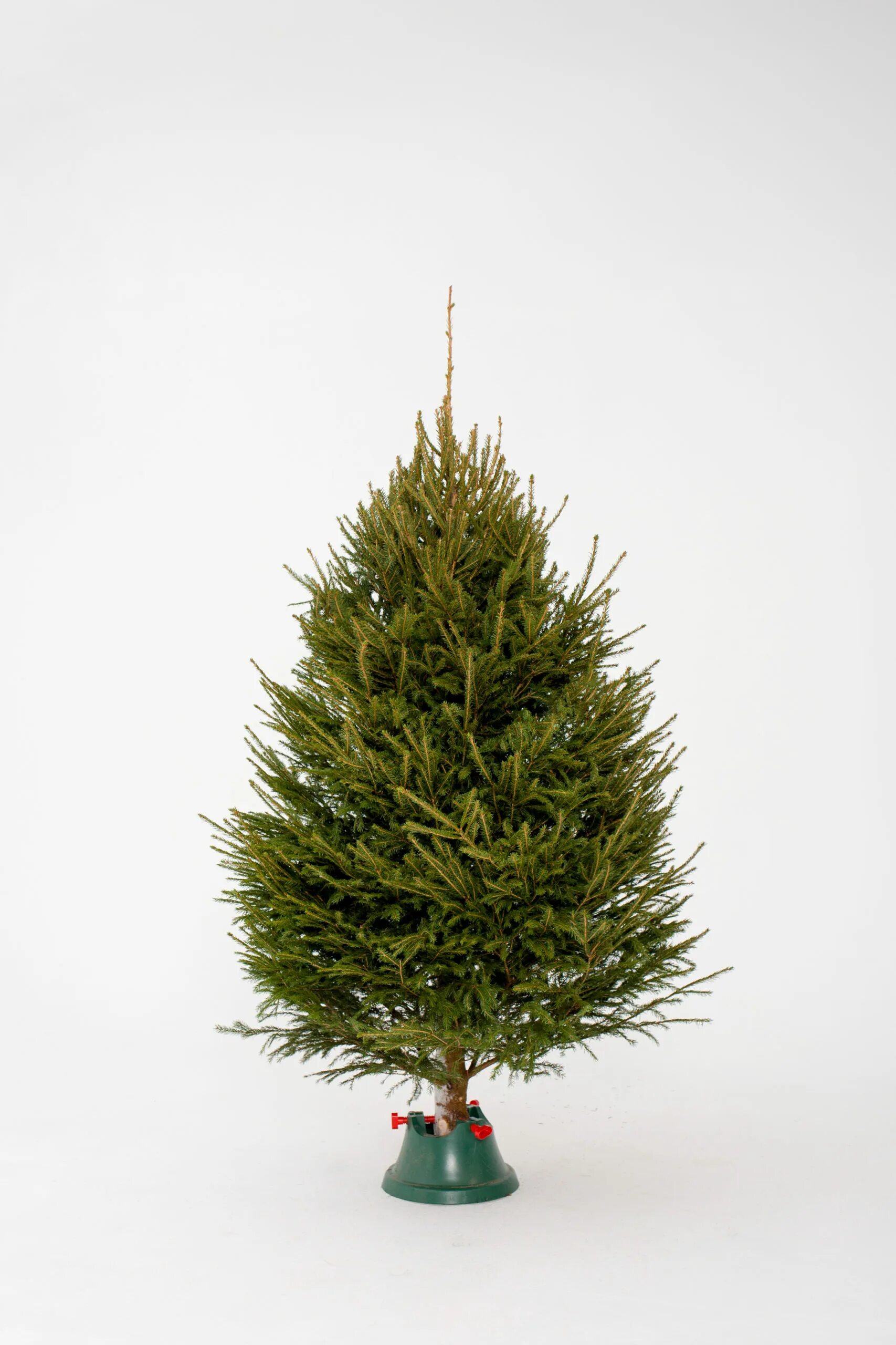 Ель норвежская искусственная 210см. Ель triumph tree tusan h185d109 185см. Triumph tree ель вирджиния 2. Елка kaemingk everlands snowy norway spruce. Норвежская елка живая.