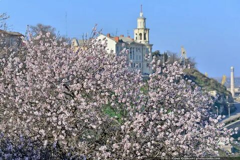 Миндаль в крыму