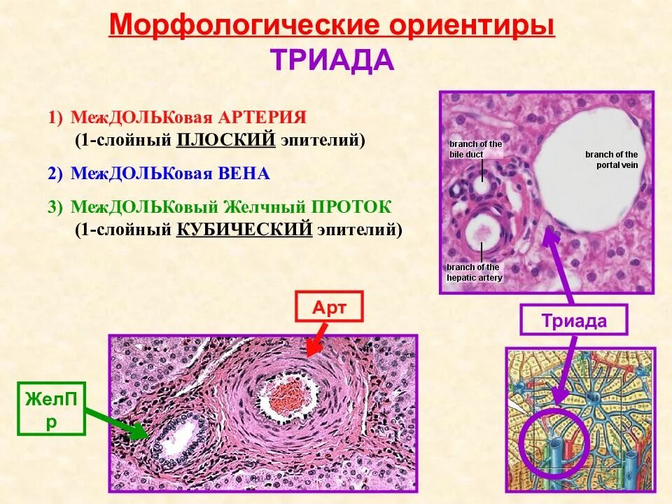 Гистология печени и поджелудочной железы. Печеночная триада гистология препарат. триада печени гистология препарат. междольковая вена печени гистология. междольковая вена гистология.
