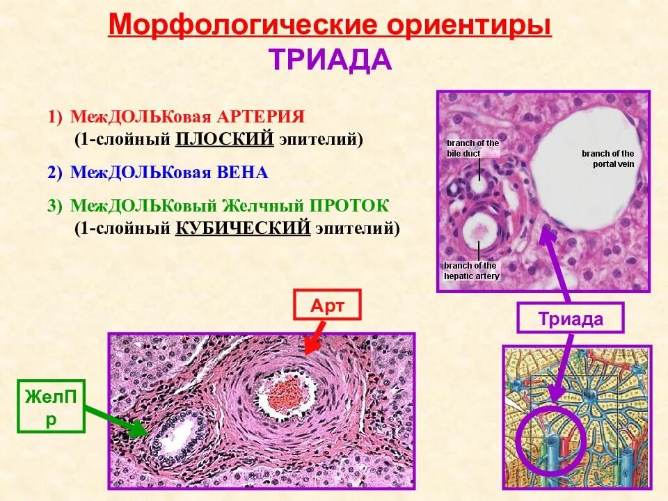 Эпителий печени и поджелудочной железы. Триада печени гистология препарат. Междольковая Вена печени гистология. Печеночная Триада гистология. Междольковая Вена гистология.